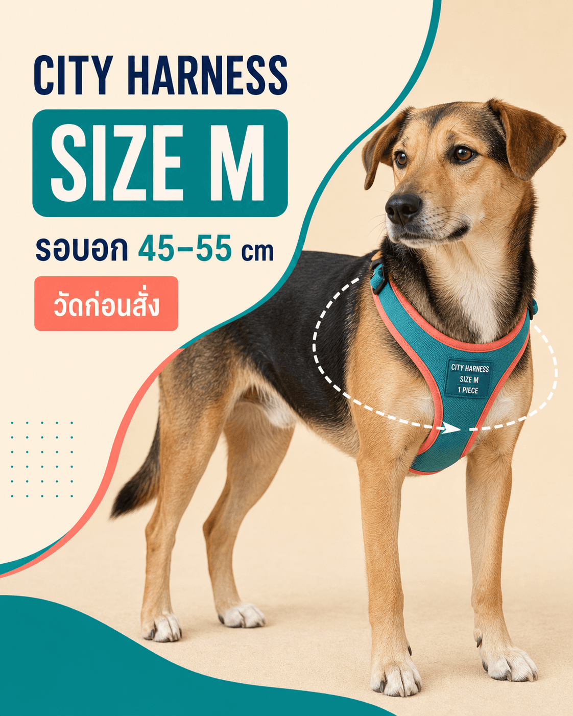 การ์ดไซซ์ CITY HARNESS SIZE M รอบอก 45–55 cm แสดงเส้นวัดบนสุนัขและข้อความวัดก่อนสั่ง